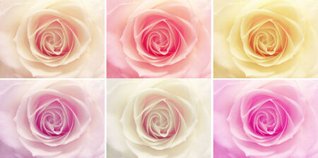 pink and white rose isolated on white backgroundの写真素材