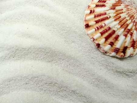 sea shells on white sand summer beach and holiday background with copy space