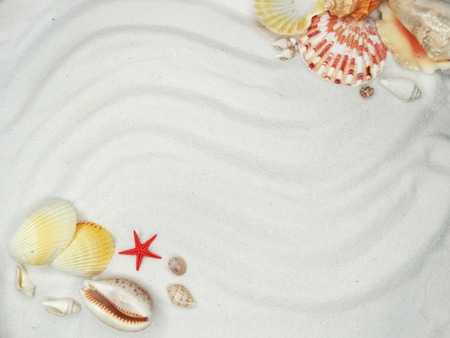 sea shells on white sand summer beach and holiday background with copy space