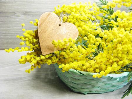 mimosa yellow flowers bush floral spring background 8 march greeting cardの写真素材