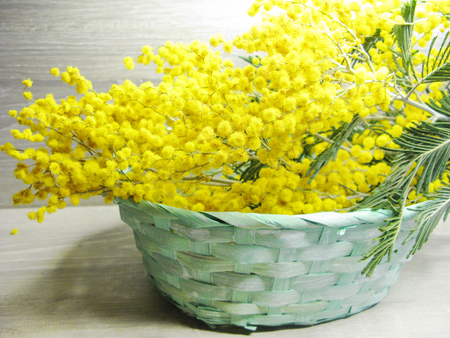 mimosa yellow flowers bush floral spring background 8 march greeting cardの写真素材
