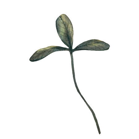 Clover leaf isolated on white background. Watercolor illustration drawn by hand. For packaging...