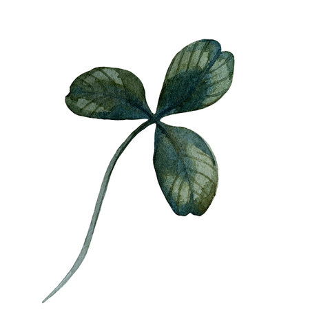 Clover leaf isolated on white background. Watercolor illustration drawn by hand. For packaging design, cards, textilesの写真素材