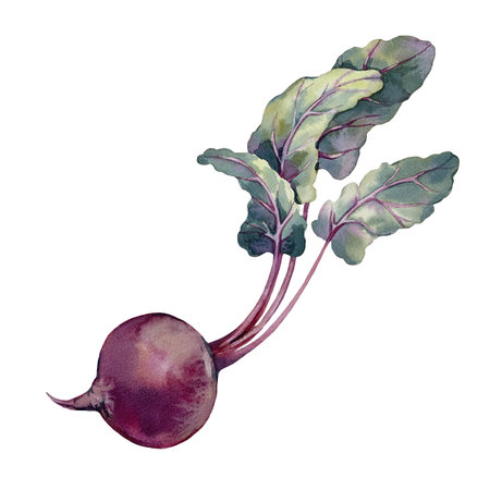 Beet root with leaves. Watercolor illustration isolated on white background. Element for packagingの写真素材