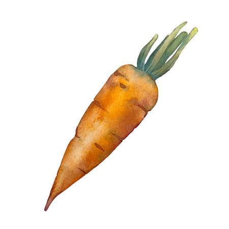 Carrot watercolor hand drawn illustration isolated on white background.の写真素材