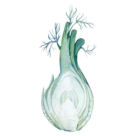 Fennel cut root single element isolated on white background. Hand painted watercolor illustration.の写真素材