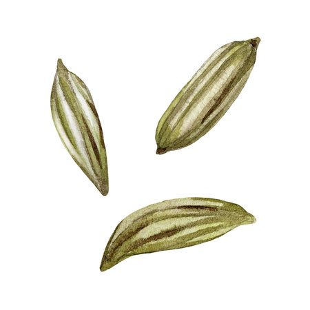 Fennel seeds watercolor isolated on white background. Spice for foodの写真素材