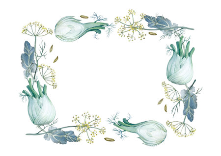 Fennel roots, flowers and seeds frame isolated on white background. A watercolor illustrations.の写真素材