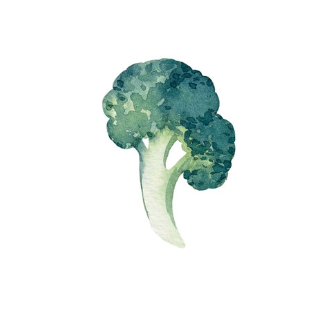 Broccoli watercolor hand drawn illustrations set isolated on white backgroundの写真素材