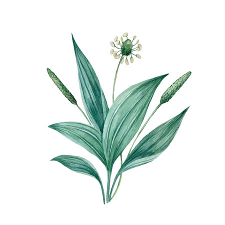 Plantain bush with leaves, buds and flowers isolated on a white background. Hand drawn watercolorの写真素材