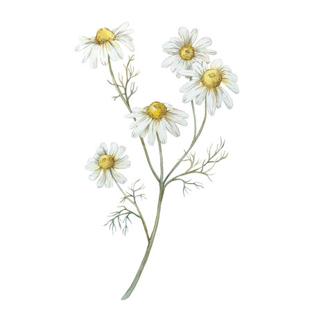 Chamomile branch watercolor hand drawn illustrations isolated on white background.の写真素材