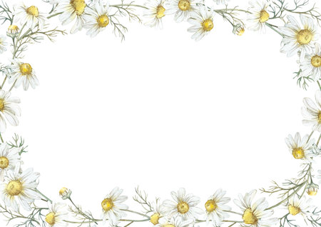 Wreath with medicinal chamomile flowers. Watercolor frame drawn by handの写真素材