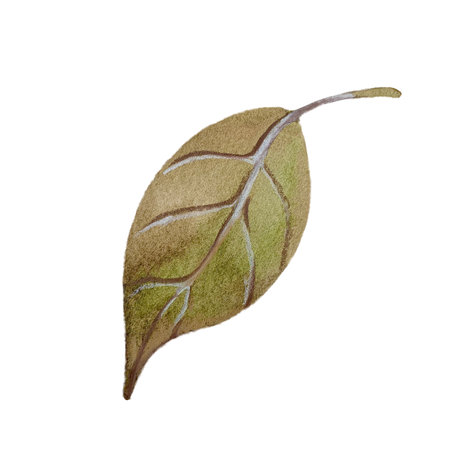 Apple tree leaf watercolor illustration hand drawn and isolated on a white background.の写真素材