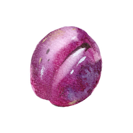 Plum fruit. Watercolor illustration hand drawn and isolated on a white background.の写真素材