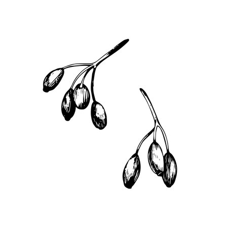 Sketch of barberry berries. Vector black and white hand drawn illustration.のイラスト素材