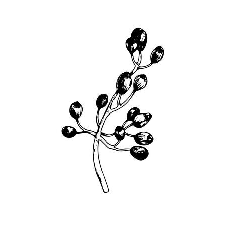 Sketch of viburnum berries. Vector black and white hand drawn illustration.のイラスト素材