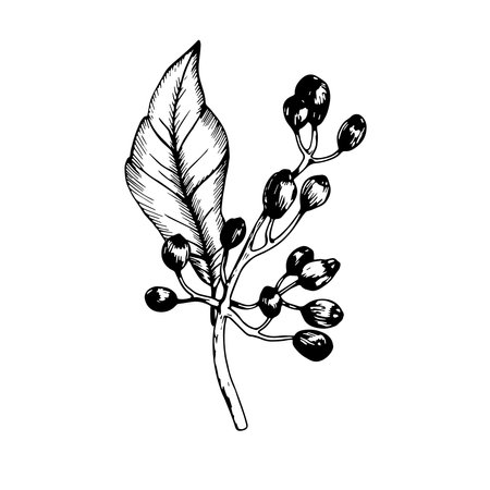 Sketch of viburnum berries and leaf.. Vector black and white hand drawn illustration.のイラスト素材