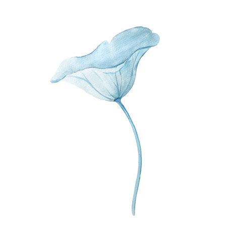 Lotus fleaf watercolor illustration hand drawn isolated on white background.の写真素材