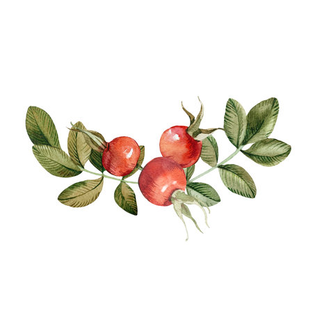 Rose hips illustration isolated on white background. Hand drawn watercolor red berries and leaves of brier. For tea, oil and cosmetics label, packaging designの写真素材