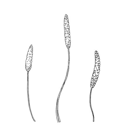 Plantain flower hand drawn sketch. Line drawn illustration of plantago. Template for medical label and cosmeticsのイラスト素材