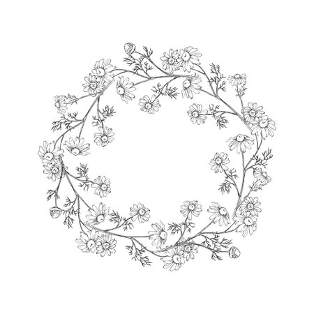 Chamomile wreath hand drawn sketch. Line drawn illustration on white background. Element for tea and cosmetics label design.のイラスト素材