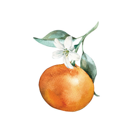Mandarin branch with leaves and flower isolated on white background. Hand drawn watercolor citrus fruits. Element for juice and dessert label and packaging design, home textile decorationの写真素材
