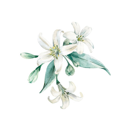 Flowers and leaves isolated on white background. Hand drawn watercolor blossom.の写真素材