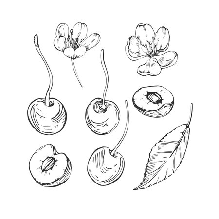 Cherry set of vector black and white illustrations hand drawn with ink. Leaves, berries and flowers of cherry on a white background. Isolated elements for label designのイラスト素材