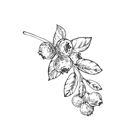 Blueberry vector black and white illustrations hand drawn with ink. Branch with leaves and berries bilberry on a white background. Isolated elements for label designのイラスト素材