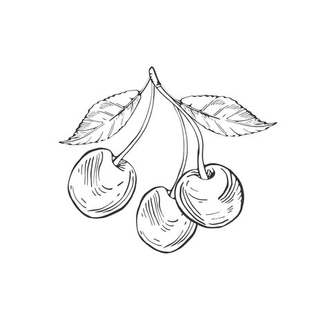Cherry branch vector black and white illustrations hand drawn with ink. Leaves, berries of cherry on a white background. Isolated elements for label designのイラスト素材