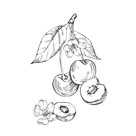 Cherry branch vector black and white illustrations hand drawn with ink. Leaves, berries of cherry on a white background. Isolated elements for label designのイラスト素材