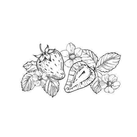 Strawberry vector black and white illustrations hand drawn with ink. Leaves, berries and flowers of strawberry on a white background. Template for label designのイラスト素材
