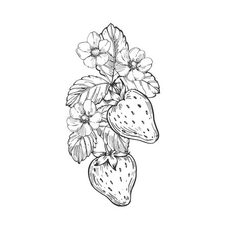 Strawberry vector black and white illustrations hand drawn with ink. Leaves, berries and flowers of strawberry on a white background. Template for label designのイラスト素材