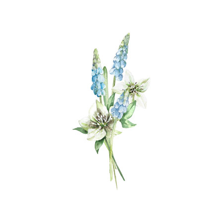 Muscari and hellebore flower bouquet with. Illustration with blue flowers, leaves of spring plants hand painted with watercolor and isolated on white background. Elements for designの写真素材