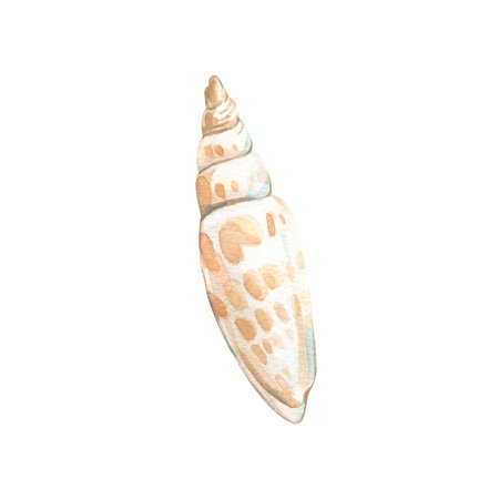 Sea shell watercolor illustration hand drawn and isolated on white background. Object for design of summer labels, packaging and textilesの写真素材