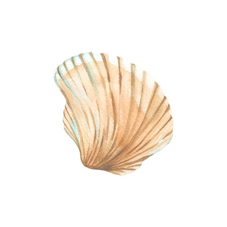 Sea shell watercolor illustration hand drawn and isolated on white background. Object for design of summer labels, packaging and textilesの写真素材
