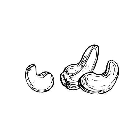 Cashew nuts hand drawn ink vector illustrations. Black and white composition with cashew seeds. Element for label designのイラスト素材