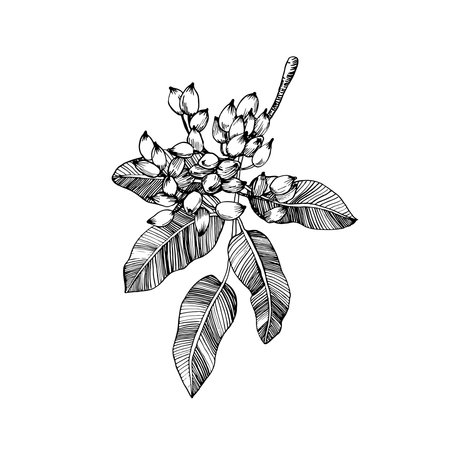 Pistachio branch with fruits, seeds and leaves. Vector black and white illustration hand drawn with ink. Isolated object for label design.のイラスト素材