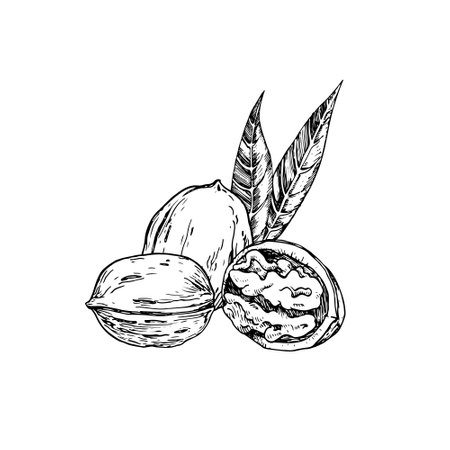 Walnut vector illustration hand drawn with ink. Black and white composition with whole and cut nut and leaves. Template for label designのイラスト素材