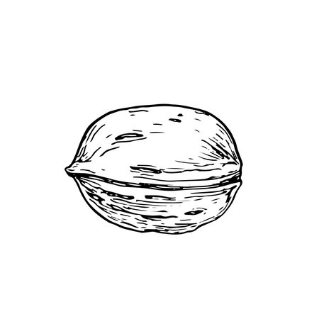 Walnut kernel in shell vector illustration hand drawn with ink. Black and white sketch isolated on white background. Object for food and vegetarian drinks label designのイラスト素材