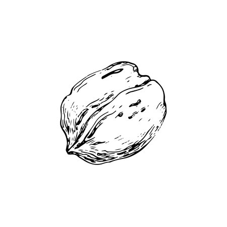 Walnut kernel in shell vector illustration hand drawn with ink. Black and white sketch isolated on white background. Object for food and vegetarian drinks label designのイラスト素材