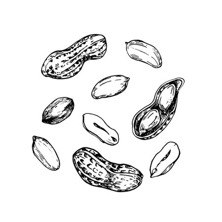 Peanut collection of hand drawn ink vector illustrations. Whole and cut nuts, nuts in shell. Set of...