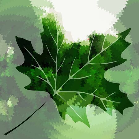 maple leafのイラスト素材