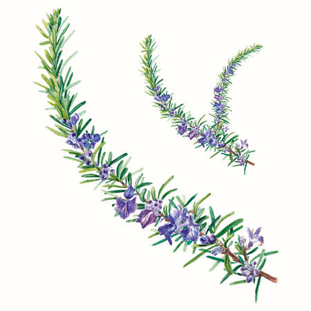 Rosemary. A flowering branch on a white background. Watercolor illustration. For decoration in designの写真素材