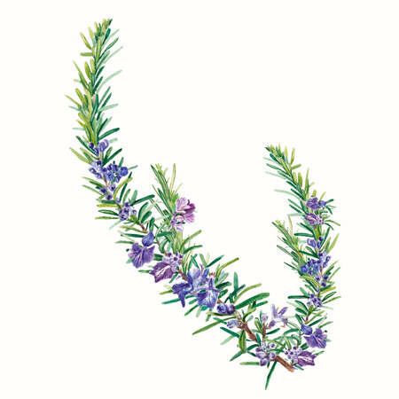 Rosemary with purple flowers on a white background. A green twig with small leaves. Watercolor illustration of spices for cooking. Realistic botanical objects. For decoration in design and textilesの写真素材
