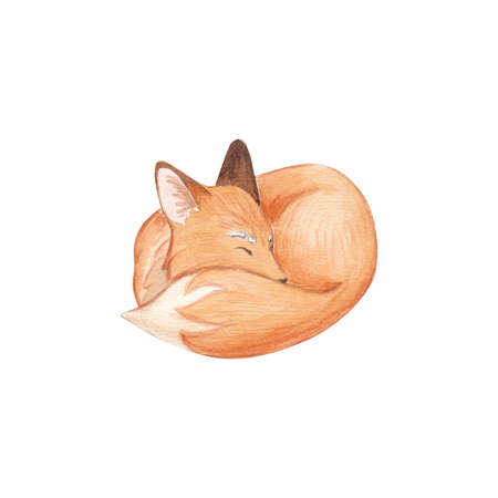 A cute fox is sleeping in a basket with a watercolor toy on a white background. children's watercolor illustration. Children's print with forest animals. Greeting card design, greeting cards and moreの写真素材