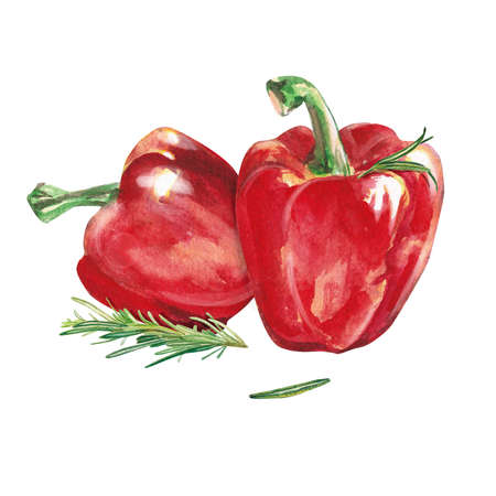 watercolor vegetables. Red pepper and rosemary. sweet pepper. Watercolor illustration on a white background. Hand drawn isolated fresh red pepper paprika. Design greeting card, towel, packaging.の写真素材
