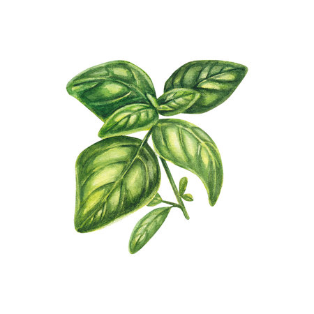 Basil in watercolor on a white background. One sprig of Provencal herbs: marjoram, basil, cumin, rosemary. The illustration is suitable for design, booklet, menu, flyers, invitations. Realisticの写真素材