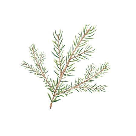 A branch of a Christmas tree on a white background. Watercolor illustration of pine needles, cedar, spruce. The branch is suitable for decoration for invitations, packages, design elements, printingの写真素材