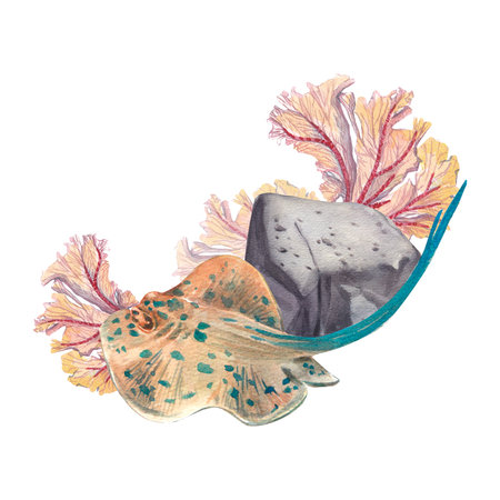 Spotted stingray on a rock background with red fire coral isolated on a white background. Watercolor illustration of marine animals and plants. The drawing is suitable for postcards, websites, designの写真素材